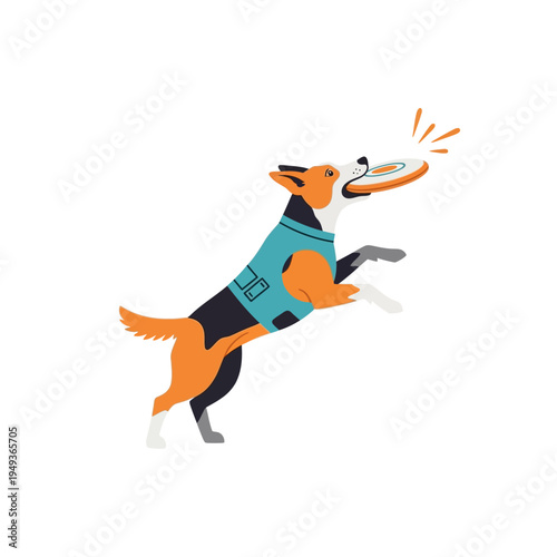 Energetic dog jumping to catch a frisbee, wearing a blue vest, isolated on white.