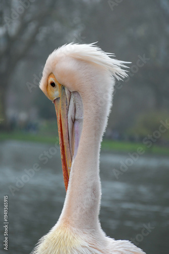 Close up of a pink pelican