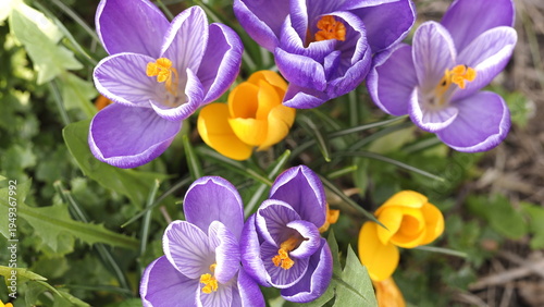 Colorful Crocus Flowers in Spring Bloom