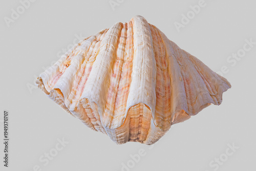 large white clam on light grey background
