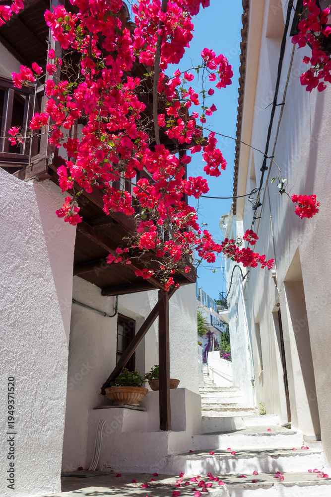 Obraz premium Panorama of The town of Skiathos, Sporades, Thessaly, Greece