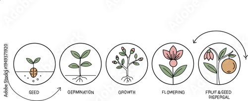  Elegant plant life cycle illustration
