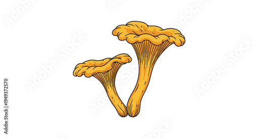 Two golden chanterelle mushrooms are illustrated with fine lines and detail against a white background for nature and food themes.
