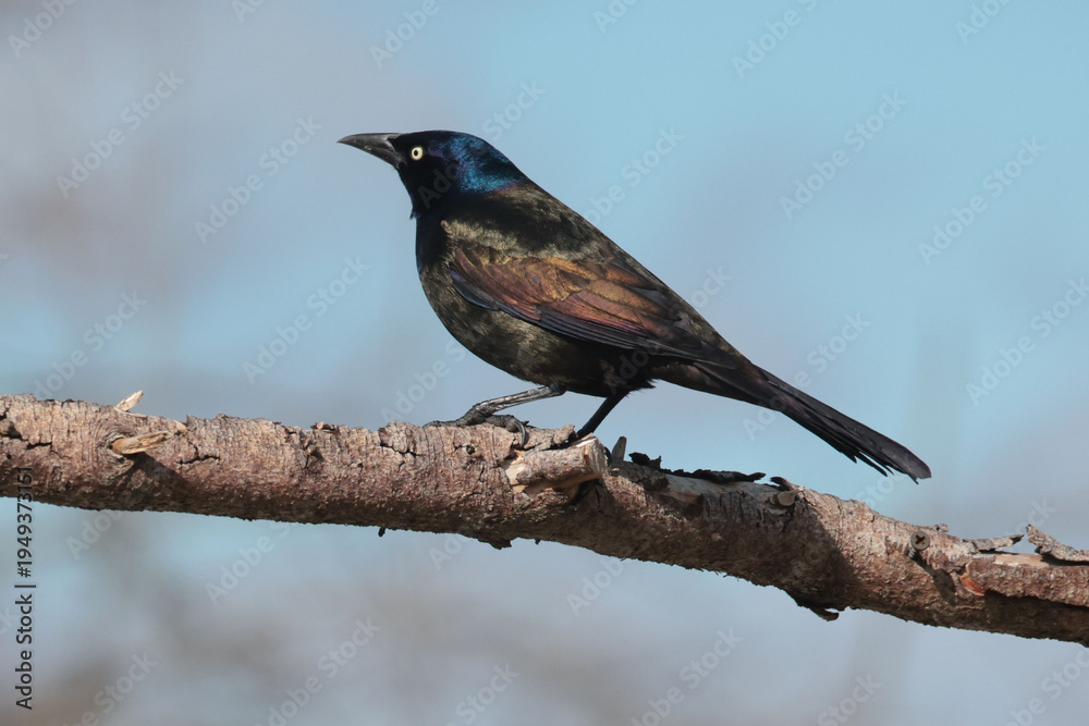 Obraz premium First Common GRackles of spring
