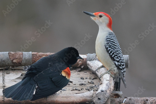 female Red Bellied woodpecker top bird