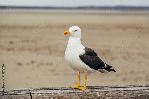 seagull on the beach