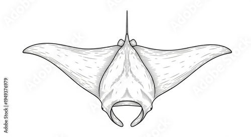 Detailed Line Drawing of a Manta Ray from Below.