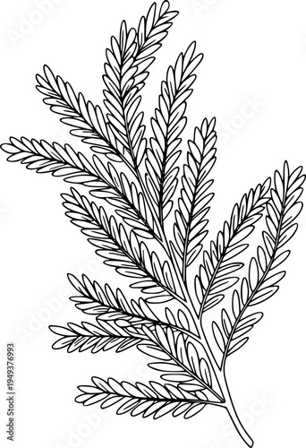 Delicate black and white line of a fern frond with detailed leaves a white background