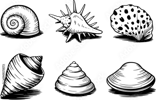Distinct black and white ink of various seashells and a clam shell marine ocean