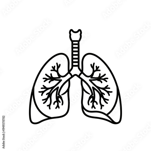 Human lungs with trachea and bronchi.