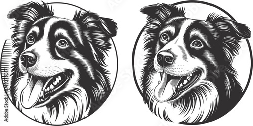 High-quality Australian Shepherd vector illustration featuring a fluffy herding dog style.