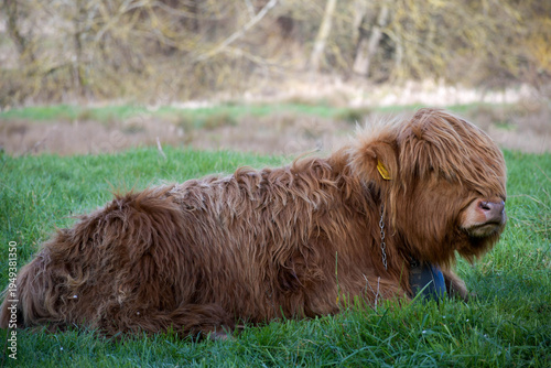 Highland cow in the grass