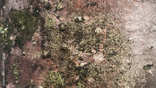 moss on the rock, Bark pattern is seamless texture from tree. For background work
