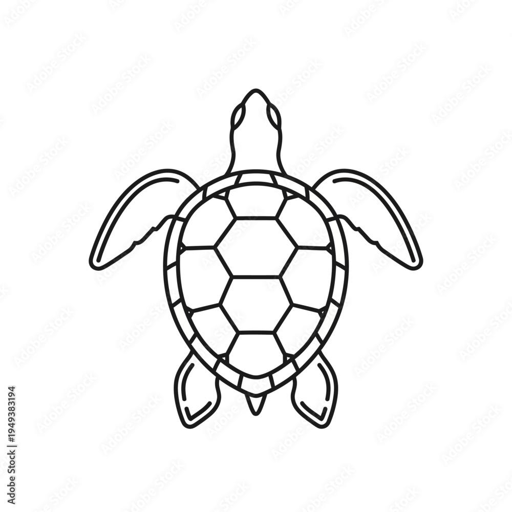 Fototapeta premium Turtle from above with shell.