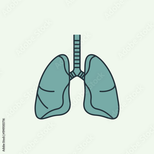 Human lungs with trachea anatomy.
