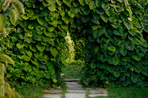 Tablou pe pânză Stone path leads through a lush green archway covered in dense foliage and leave