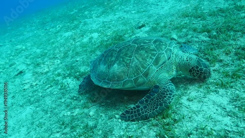 turtle swimming  underwater. green sea turtle (Chelonia mydas) swimming and feeding ocean grass scenery  with animal eating
