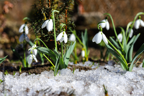 Spring snowdrops are blooming in the park. Fresh beautiful white flowers, selective focus, banner image with sun glare and snow remnants.