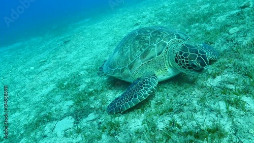 
turtle swimming  underwater. green sea turtle (Chelonia mydas) swimming and feeding ocean grass scenery  with animal eating
