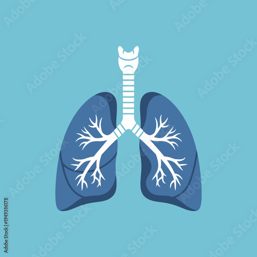 Human lungs and trachea illustration.