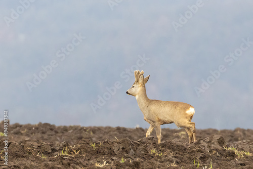 Roe deer 