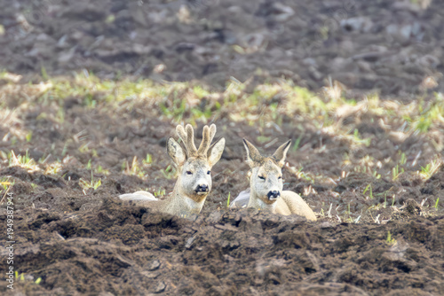 Roe deer 