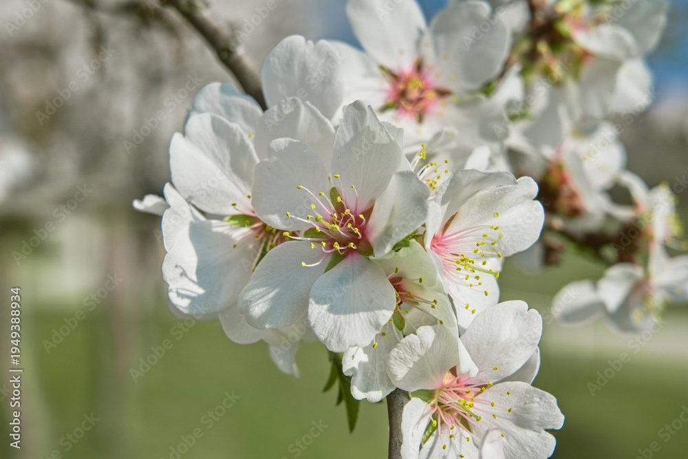 Fototapeta premium White spring blossoms on a fruit tree branch