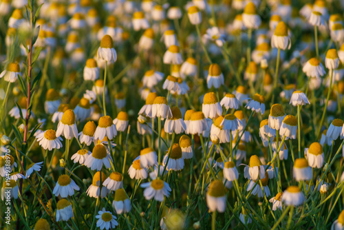 A field of chamomile flowers in close-up