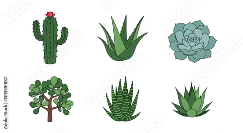 Colorful vector illustrations of various succulents