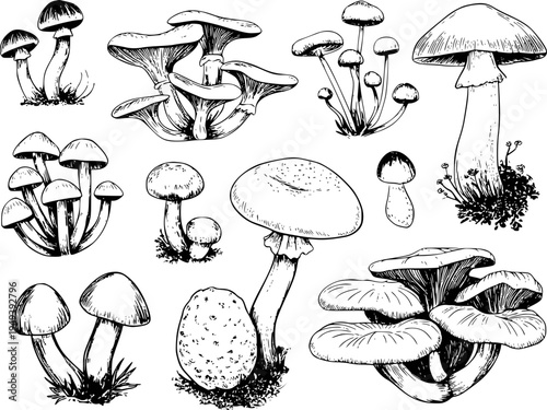 Hand Drawn Collection of Various Mushroom Varieties Isolated White Background fungi
