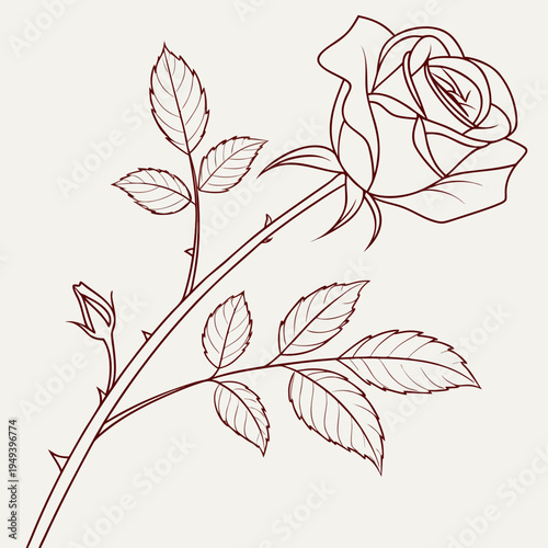 Single rose stem with closed bud blooms.