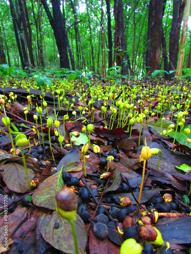 Canvas Print Several seeds germinating into various seedlings in the damp forest floor