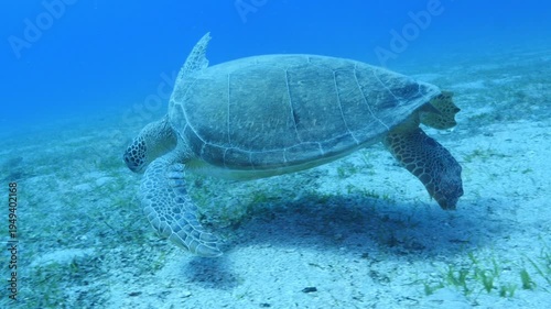 
turtle swimming  underwater. green sea turtle (Chelonia mydas) swimming and feeding ocean grass scenery  with animal eating
