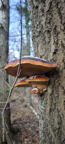 Baumpilze in der Seitenansicht