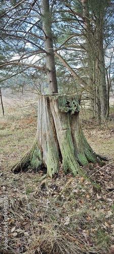 Rustikaler toter Baumstumpf