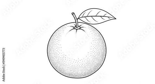 A black and white drawing of an orange.