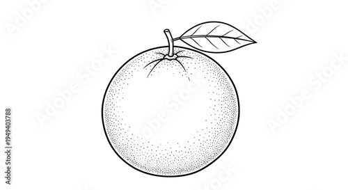 A black and white illustration of an orange.