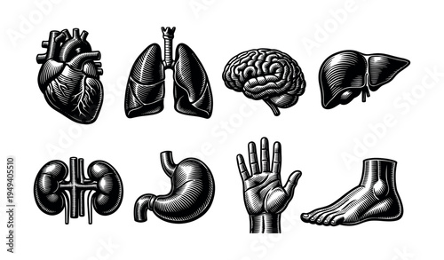 Detailed black and white organ illustrations, anatomy set of eight human body parts in vector style