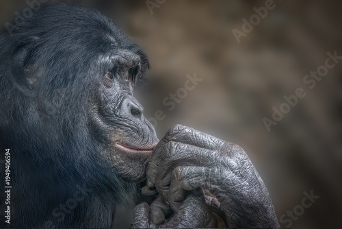 Bonobo profile portrait with hands clasped in contemplative pose and artistic texture with copy space