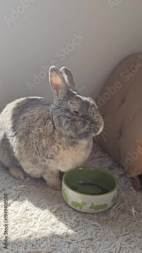 Cute brown rabbit eating feed from a bowl. Dwarf rabbit. Pet care. Rodent healthy nutrition concept.