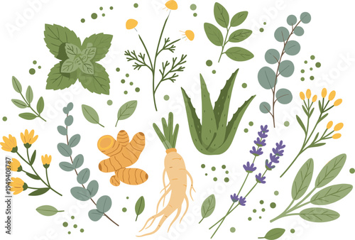 Set of medicinal herbs and plants illustrations, flat vector icons of mint, aloe vera, lavender, ginger and ginseng, organic healthy lifestyle elements isolated on white