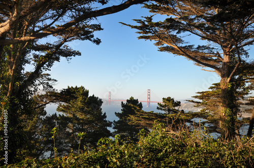 Foto Golden Gate Bridge Framed By Cypresses (Cupressus)