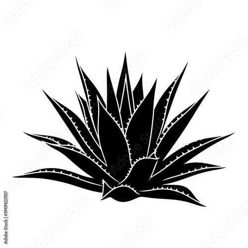 Silhouette of a spiky agave plant with rosette leaves in stark black form.
