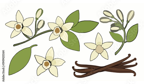 Hand Drawn Vanilla Flower Vector Set with Dried Vanilla Sticks for Food and Spice