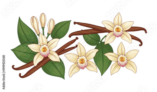 Vanilla Flower and Dried Vanilla Sticks Vector Illustration in Hand Drawn Cartoon Style