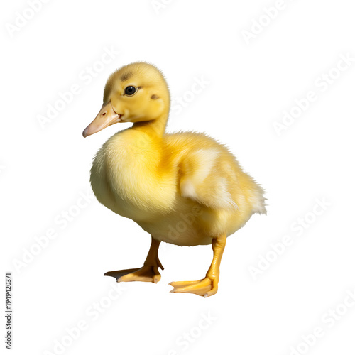 A fluffy yellow duckling standing and looking sideways with its soft downy feathers in full view isolated on transparent background
