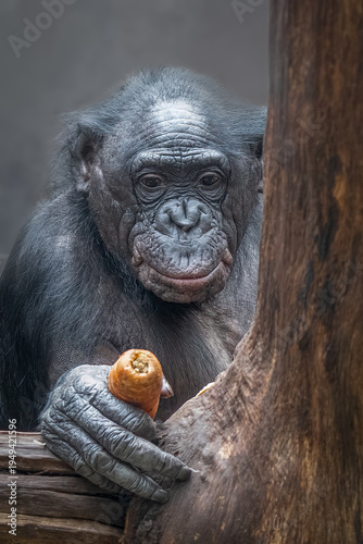 Bonobo primate holding carrot behind tree trunk showing intelligence and curiosity in natural habitat
