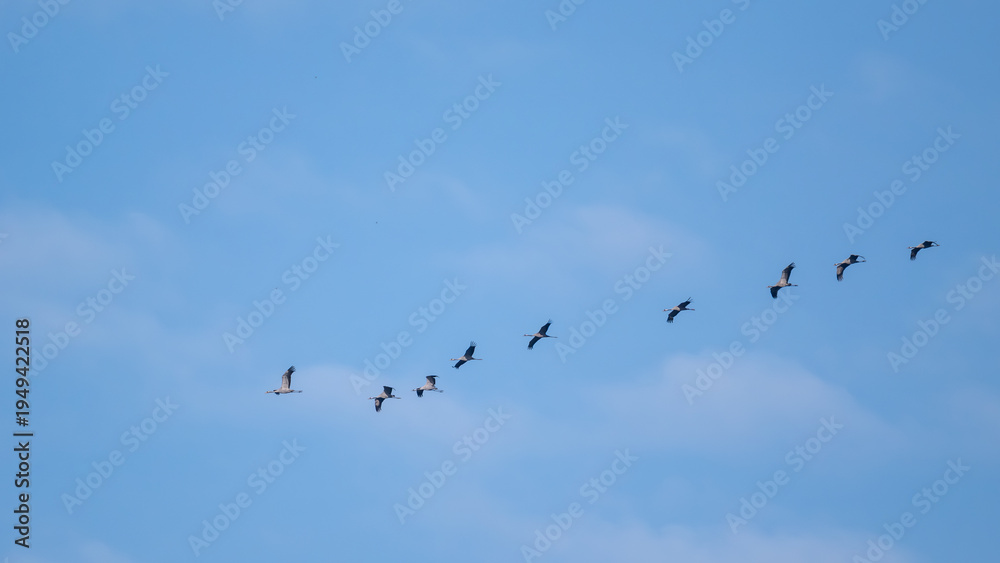 Fototapeta premium Przylot żurawi.