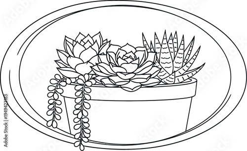 Detailed line art illustration of three various succulent plants in a simple pot, beautifully framed within a clean oval shape, perfect for botanical themes and nature designs.