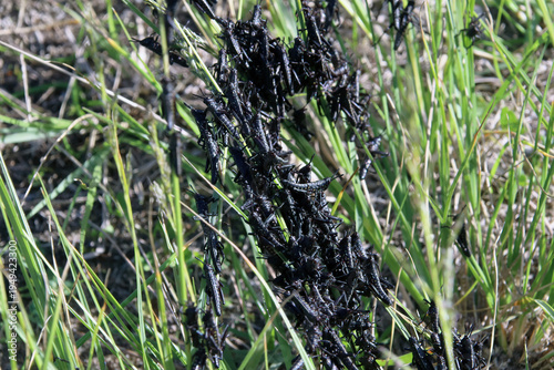Cricket swarm on the grass